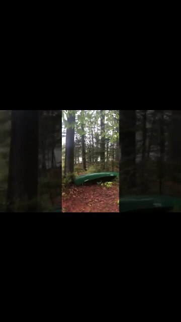 60 Second Woods Hike. Peaceful Sounds #shorts