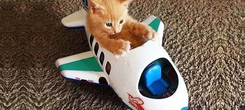 Funniest animals cat videos 🤣😅🤣