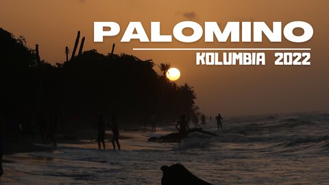KARAIBSKIE PALOMINO⏐KOLUMBIA 🇨🇴 w 2022