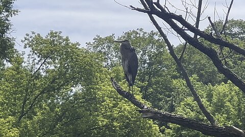 Great Blue Heron statue
