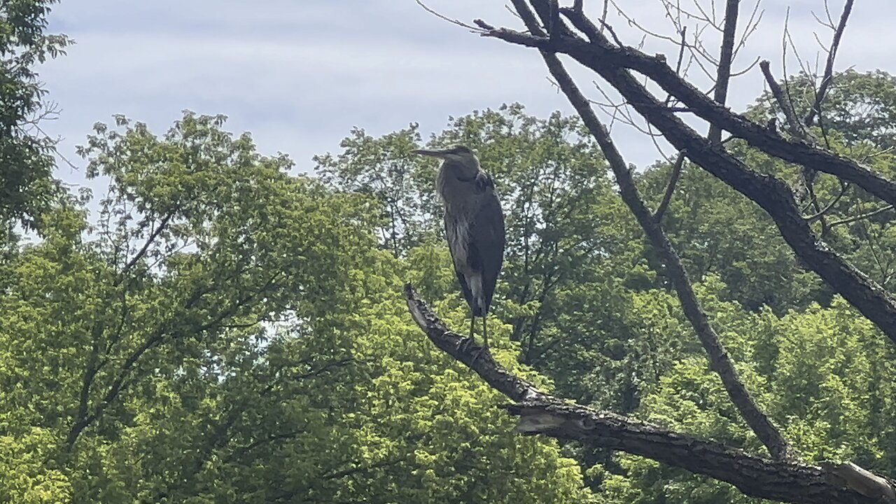 Great Blue Heron statue