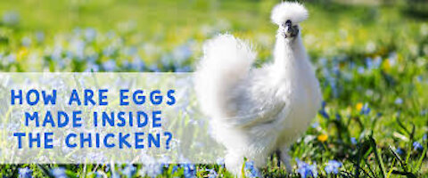 How EGGS Are Formed Inside The Chicken