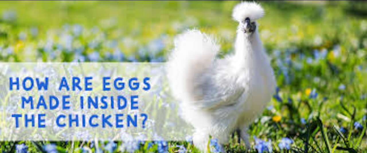 How EGGS Are Formed Inside The Chicken