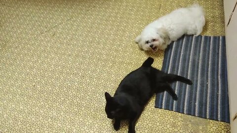 Sure I am a Puppy but meet my Kitty Cat friend named Midnight!!!