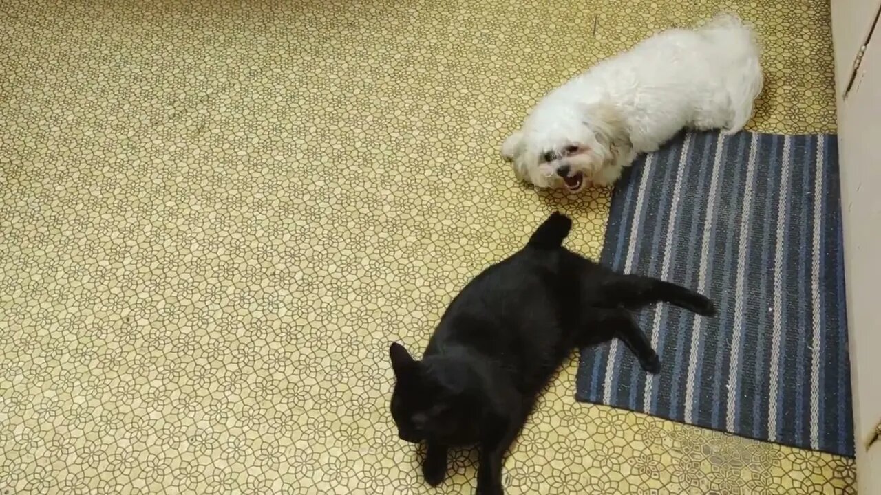 Sure I am a Puppy but meet my Kitty Cat friend named Midnight!!!