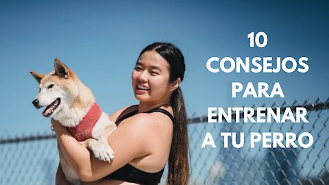 10 consejos para entrenar a tu perro en casa