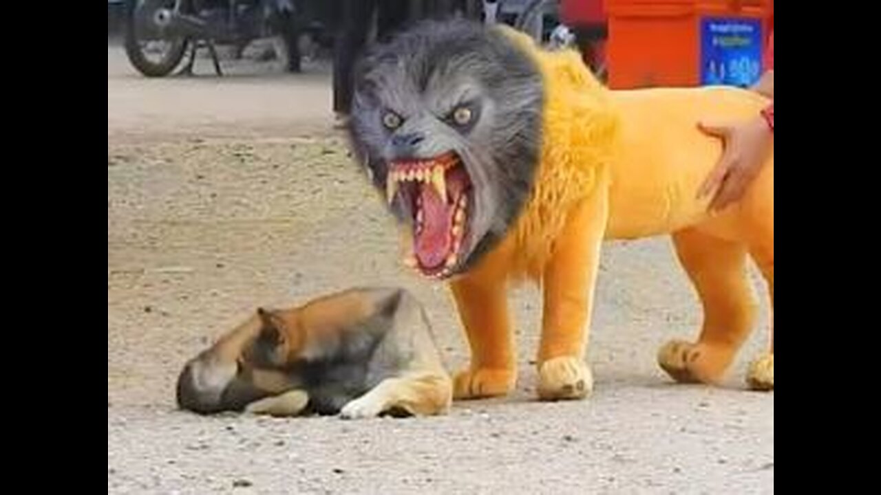 Troll Prank Dog Funny _ fake Lion and Fake Tiger Prank To dog _ Huge Box Prank to dog