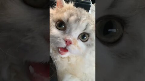 So nice, cute kitten 🤗