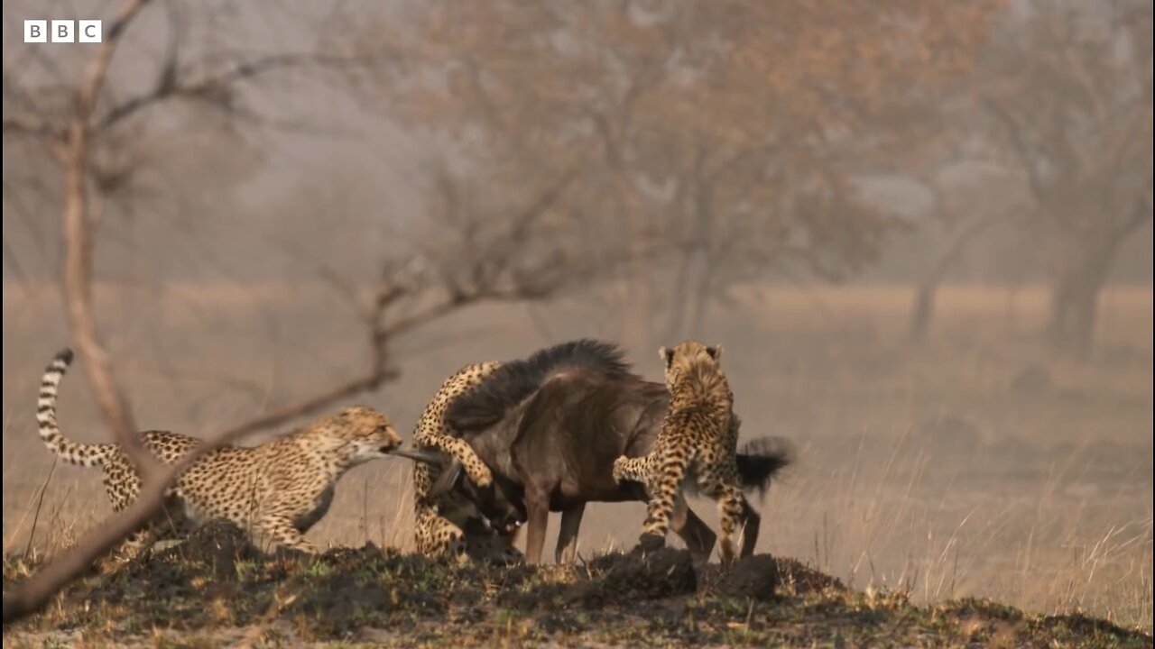 "The Speed Demon vs. The Mighty Beast: Cheetah's Hunt for Wildebeest"