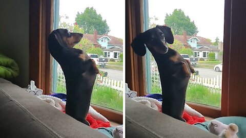 Weenie Dog Hysterically Sits Upright To Look Out Window