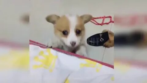 Funny Pets Compilation Video Videos - Fuuny Animals Compilation Videos - Animal,s Hut