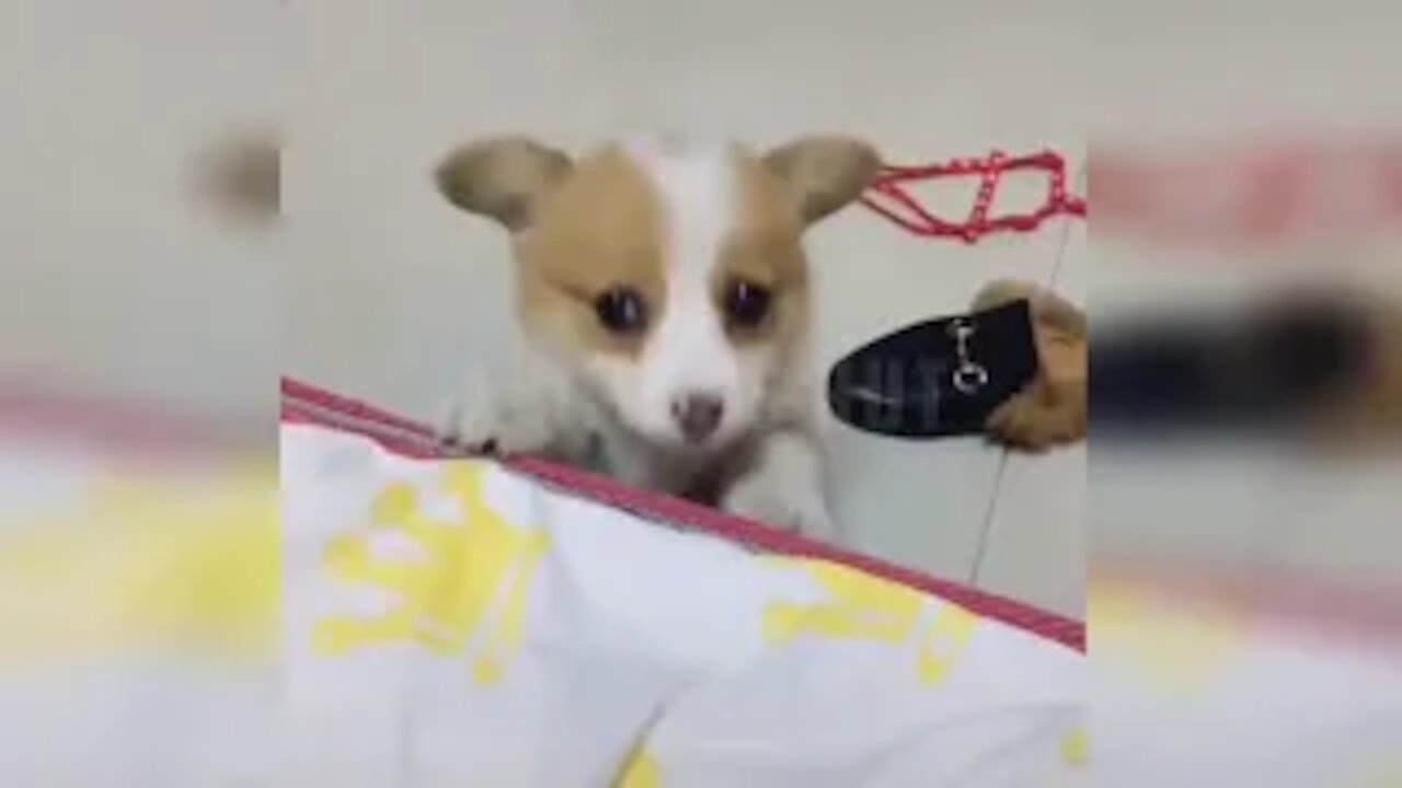Funny Pets Compilation Video Videos - Fuuny Animals Compilation Videos - Animal,s Hut