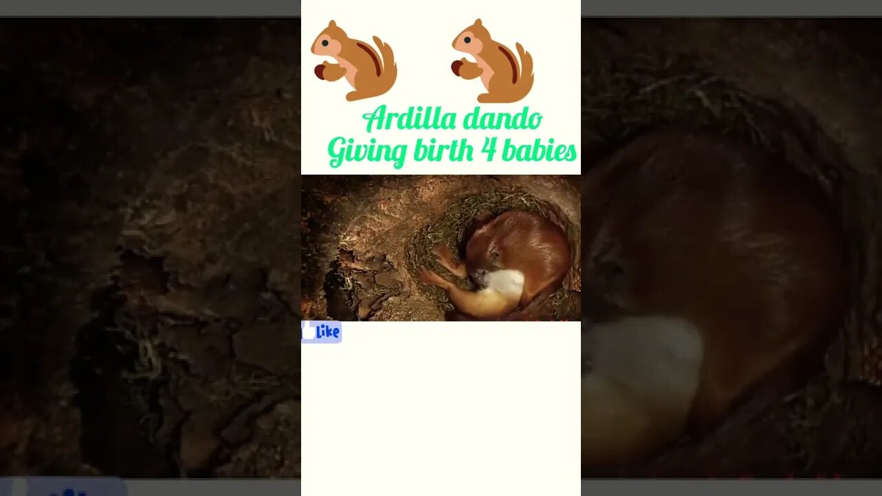 Squirrel dando giving birth 4 babies #shorts #shortvideo #youtubeshorts