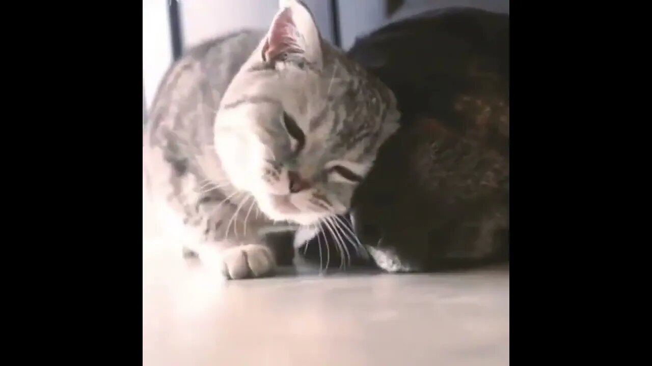 Drive by cuddles