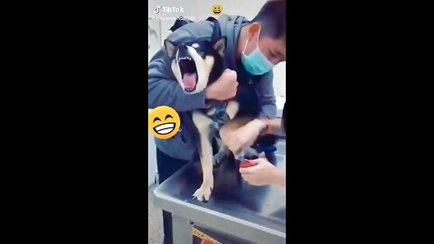 Funny_animals_compilation😆_Part_1_