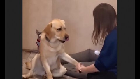 Dogs Fakes Injury & Fainting Over & Over