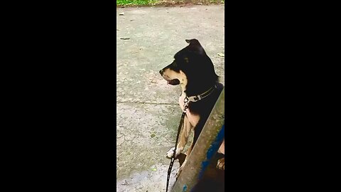 Memorable moments with my dog
