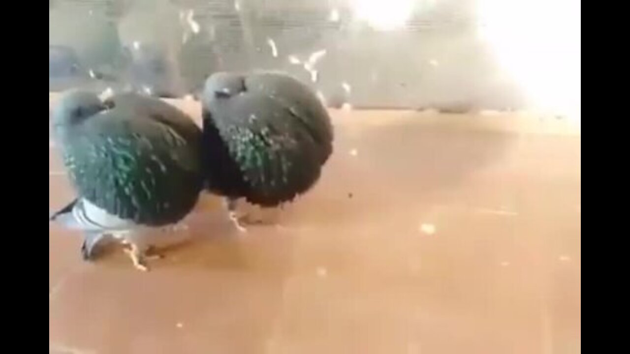 The most beautiful types of pigeons