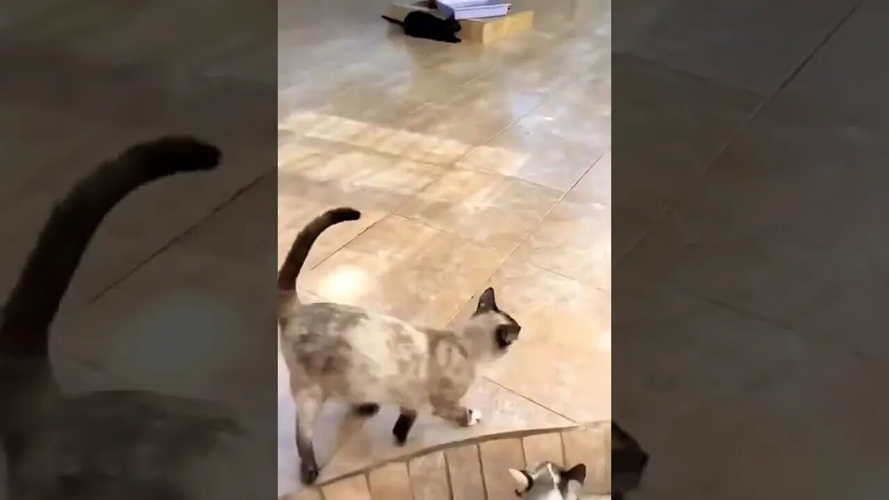 #13 CATS=SEE WHAT HAPPENS DURING THE VIDEO SUBSCRIBE HELP ME POST MORE VIDEOS=Léo Sócrates