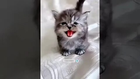 Cat crying mew 😿 948