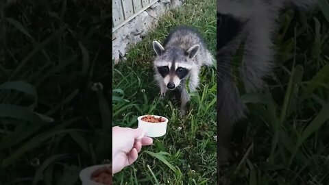 Feeding Raccoon 🦝
