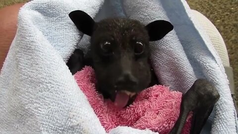 Rescue Bat