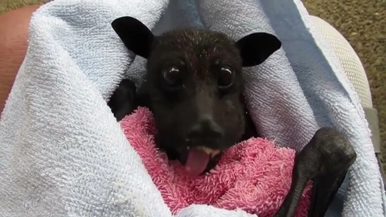 Rescue Bat