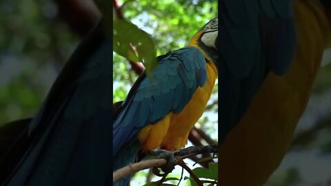 Beautiful Mccaw