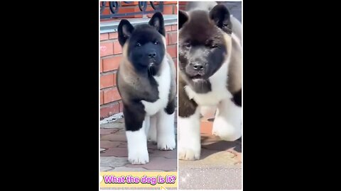 Funny dog 😄