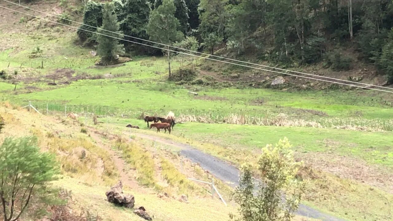 A look at how the herd behaves when it's windy. Also some chit chat about the dogs.