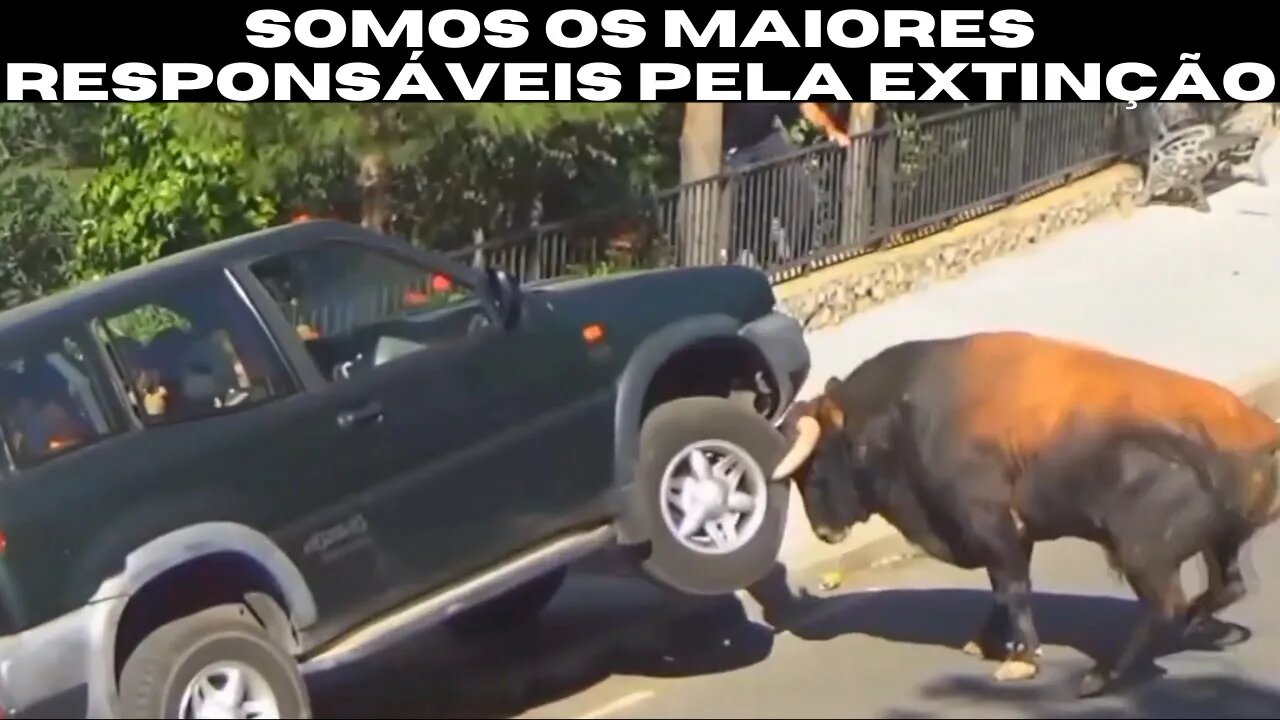 ANIMAIS VS HUMANOS - SE A CÂMERA NÃO TIVESSE GRAVADO NINGUÉM ACREDITARIA!