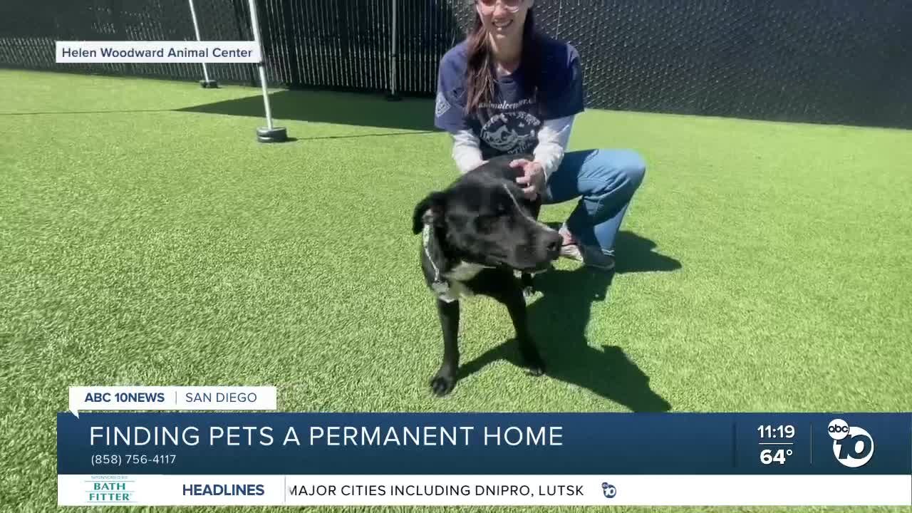 Pet of the Week: Melvin