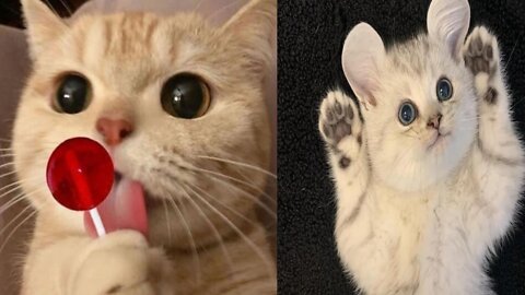 Funny cat