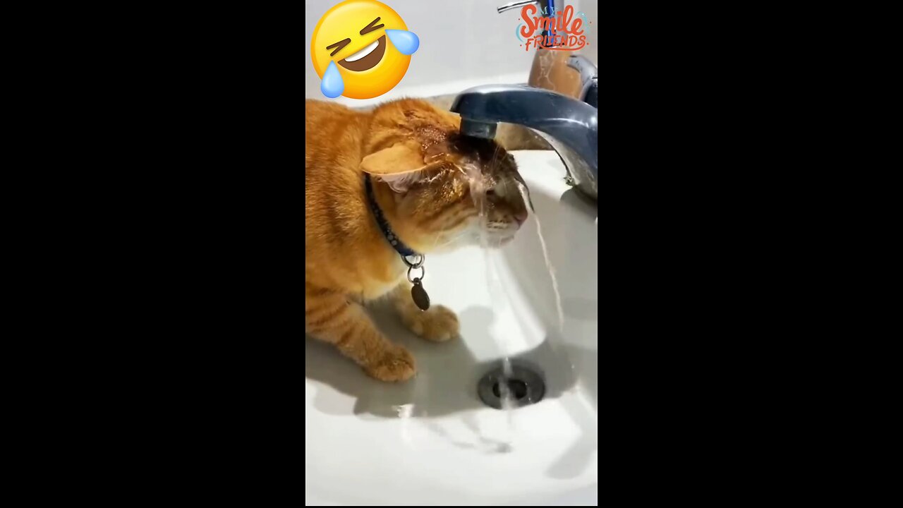 New Funny Videos 2024 😍 Funniest Cats & Dogs Videos