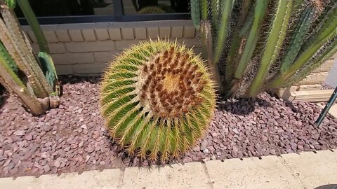 🌵 CACTUS 🌵 ARIZONA DESERT 🏜