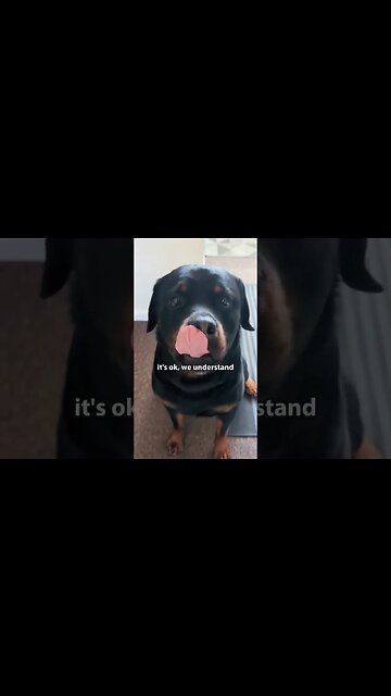 My Misunderstood Pooch Craves Love 💔 #rottweiler