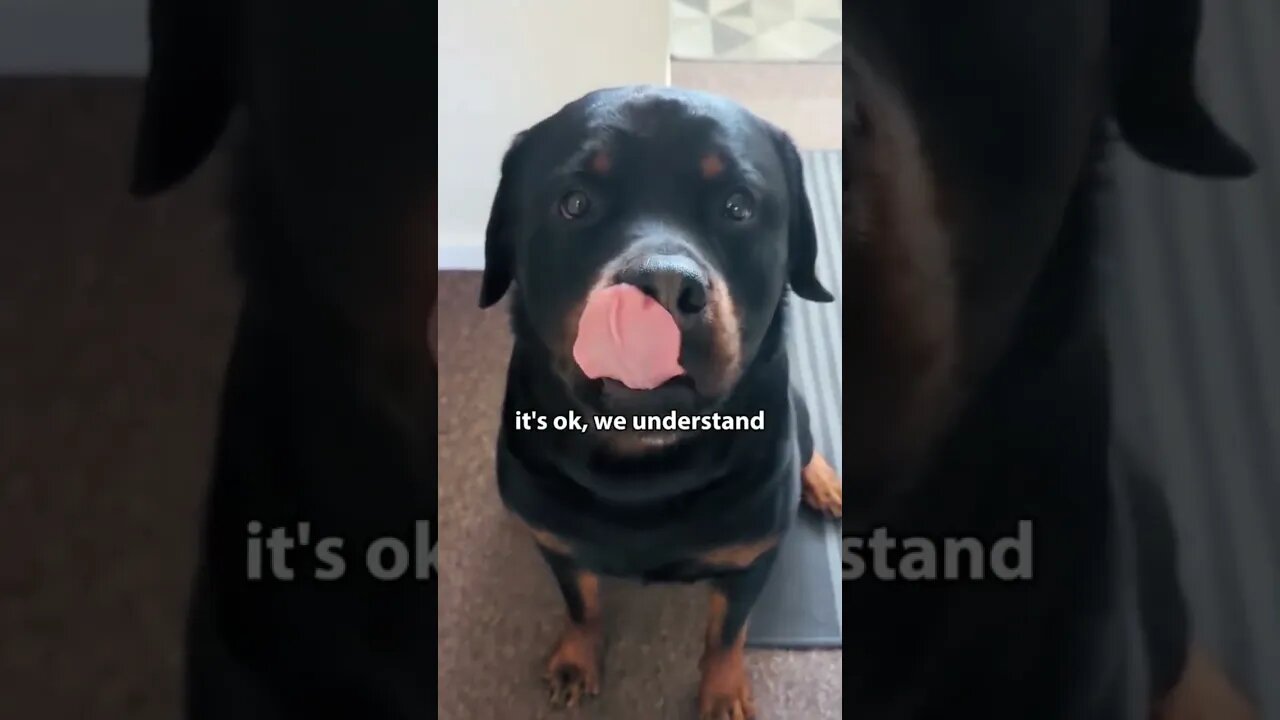 My Misunderstood Pooch Craves Love 💔 #rottweiler