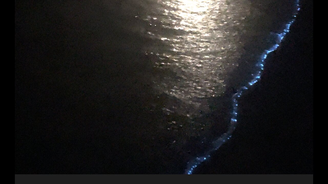 Bioluminescents sparkle the beaches of the Emerald Coast under a full moon.