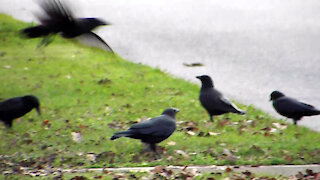 American Crows