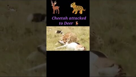 Cheetah attacked to Deer 2022 🦌#shorts #youtubeshorts #shortvideo