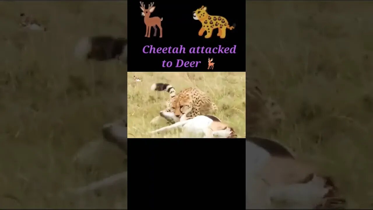 Cheetah attacked to Deer 2022 🦌#shorts #youtubeshorts #shortvideo