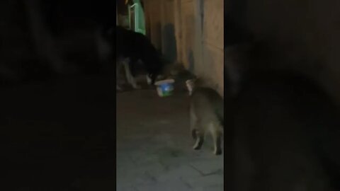 Street Cat vs Street Dog Click Link to See the End