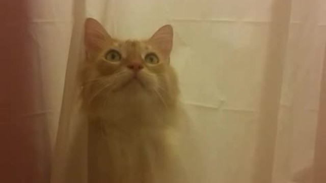 Cat rips through shower curtain for bath time