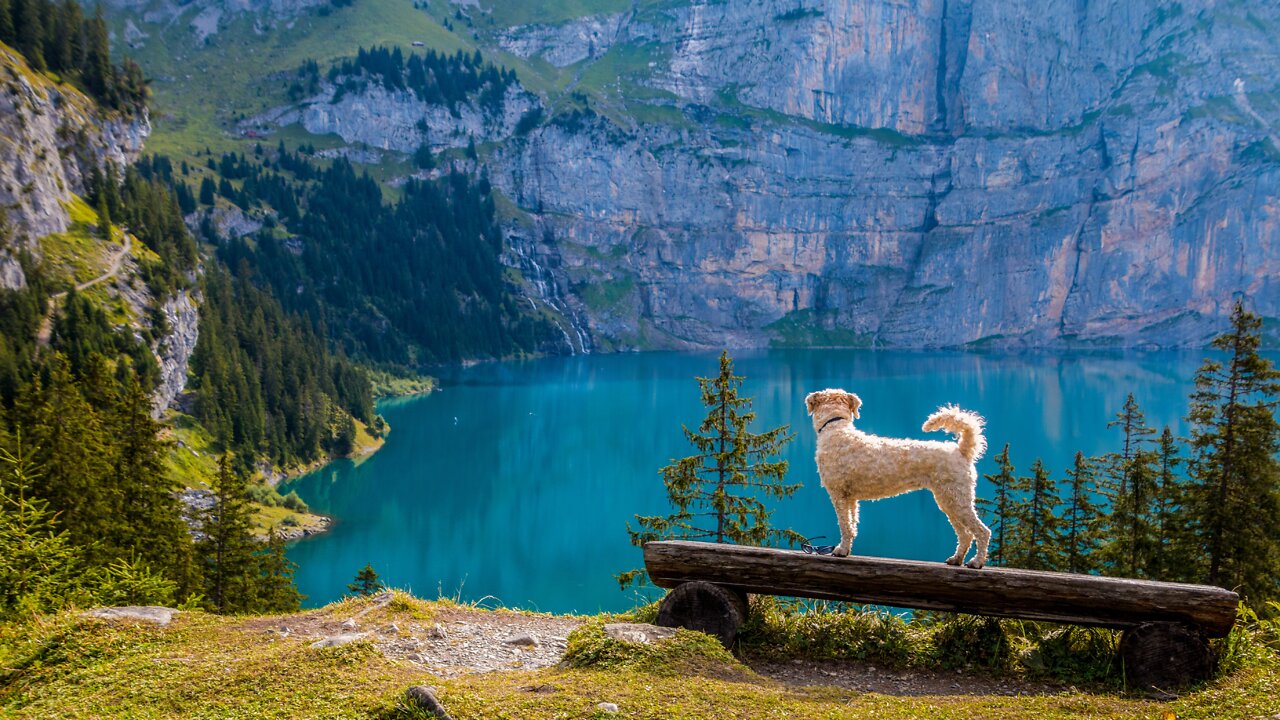 Dogs Cute Dogs Visi