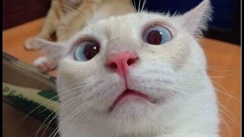 Most Funniest Animals - Best Cats😹 & Dogs🐶 Videos of 2023 Compilation! #11