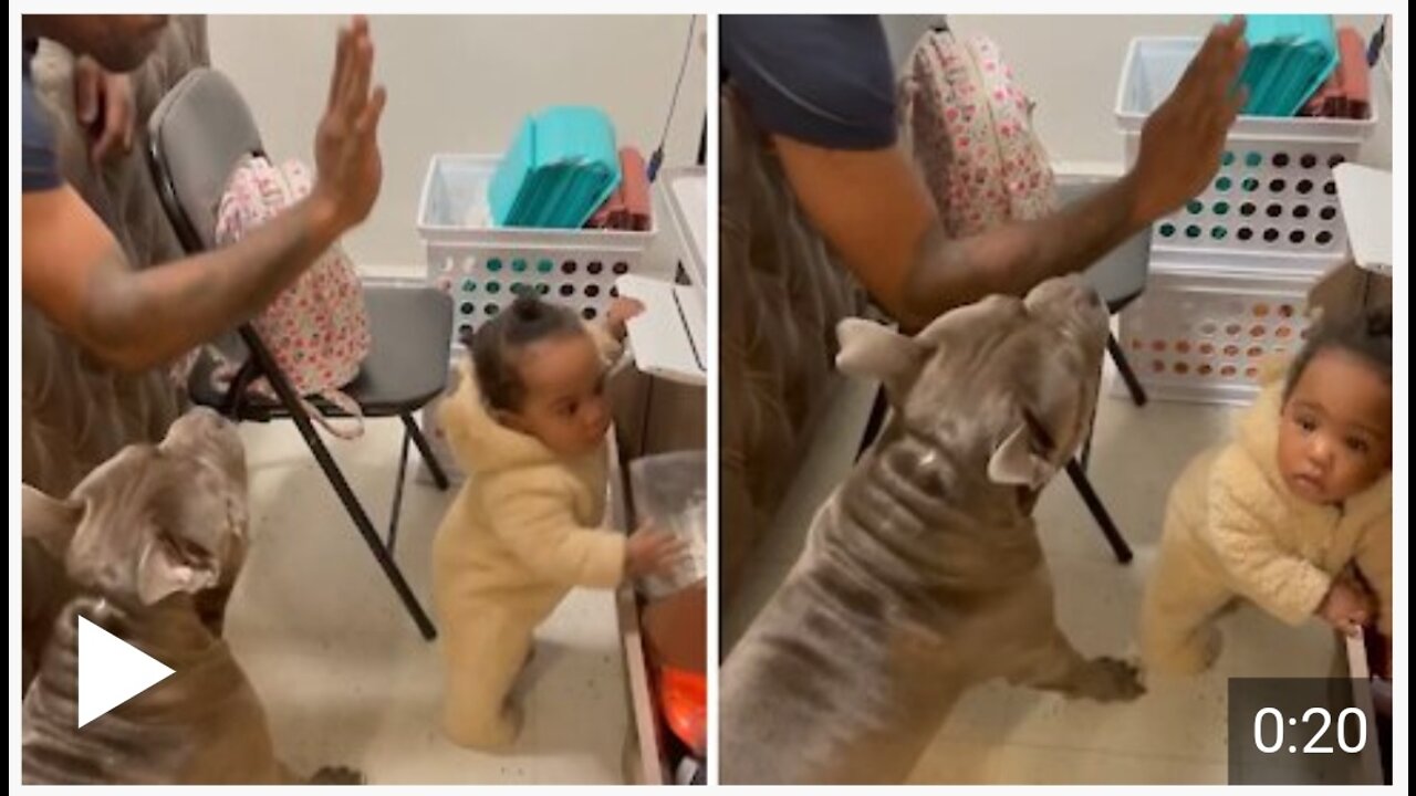 Dog protects baby when dad pretends to hit her