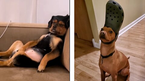 Funny Animals Compilation 2023: A Journey of Laughs with Our Furry Friends