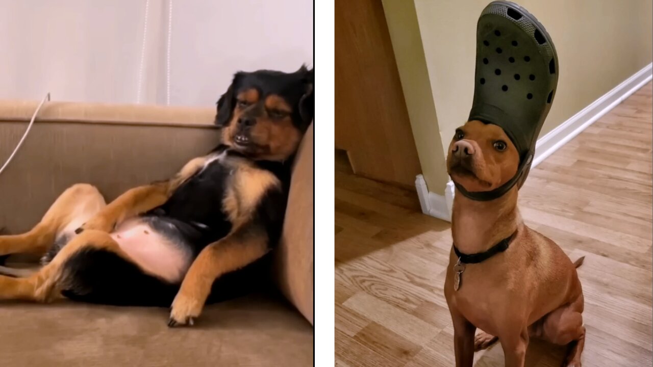 Funny Animals Compilation 2023: A Journey of Laughs with Our Furry Friends