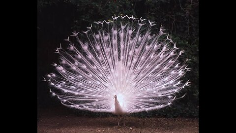 Most Beautiful Peacock in the world || so sweet and cute 🥰