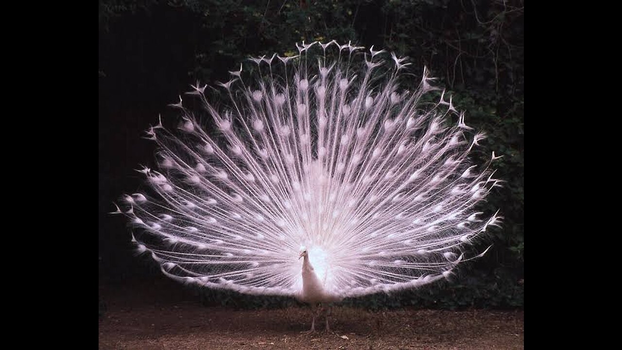 Most Beautiful Peacock in the world || so sweet and cute 🥰